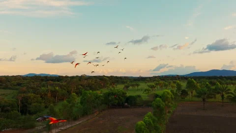 Group of parrots flying above the Amazon rainforest at sunset, with colorful Video stock 333814025
