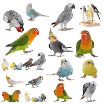 Group of parrots in front of white background Foto stock