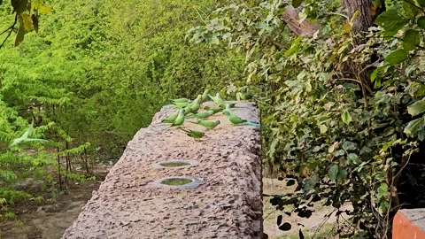 A group of parrots perched on the wall amidst greenery and trees in Agra, India. Stock Footage 266291086