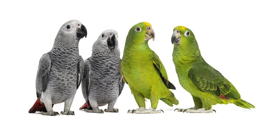 Group of parrots Foto stock