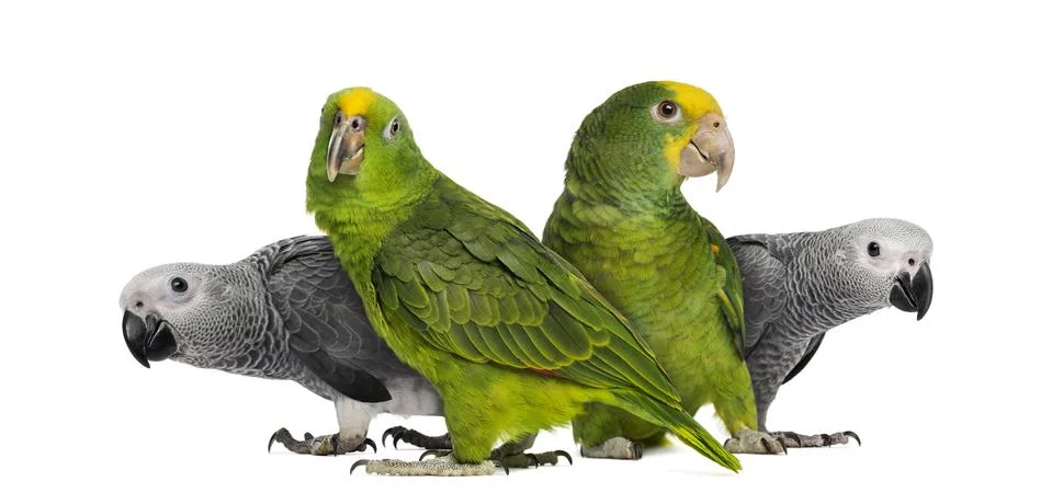 Group of parrots Foto stock