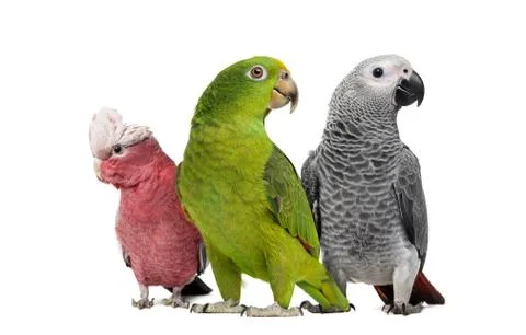 Group of parrots Foto stock