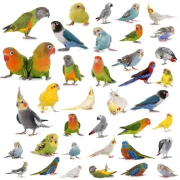 Group of parrots Foto stock