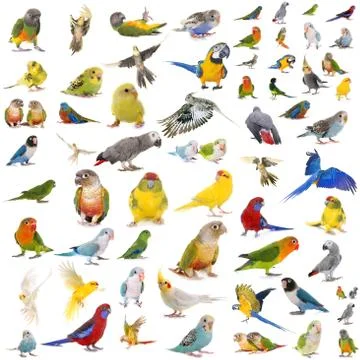 Group of parrots Foto stock