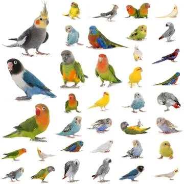 Group of parrots Foto stock