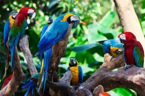 Group parrots Foto stock