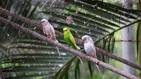 Group of parrots sitting on a branch. Stock Footage 105663530