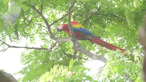 Group of parrots on the tree. Scarlet macaws (Ara macao) sit in canopy of the Stockbeeldmateriaal 131968707