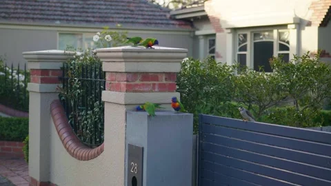 Group of Parrots on wall Stock Footage 321092738