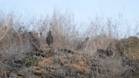 Group of partridges. Grey partridge. Perdix, perdix Video stock 224742378