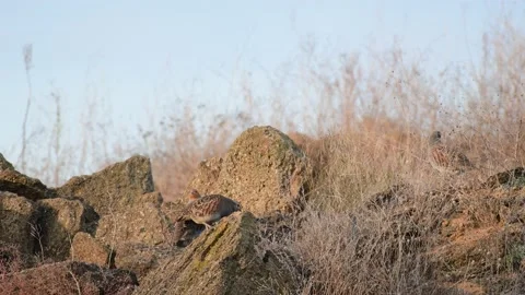 Group of partridges. Grey partridge. Perdix, perdix 스톡 동영상 239373862