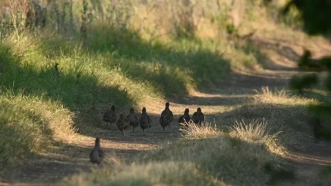 Group of partridges. Grey partridge. Perdix, perdix. In the wild Stock-Footage 248393607