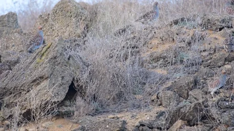 Group of partridges. Grey partridge. Perdix, perdix Video stock 267618909