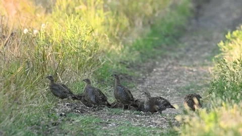 Group of partridges. Grey partridge Perdix perdix. In the wild,  Stock-Footage 287242115
