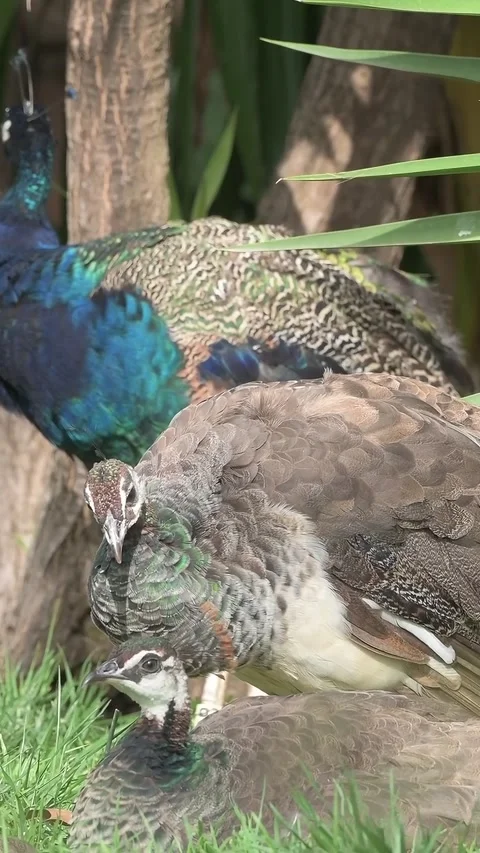 Group of peacocks preening themselves. Stock Footage 293605965