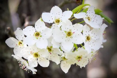 Group of pear blossoms Stock Photos