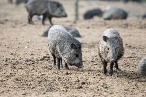 Group of pecari, also known as javelina or skunk pigs in the Parque Zoologico Le Stock Photos