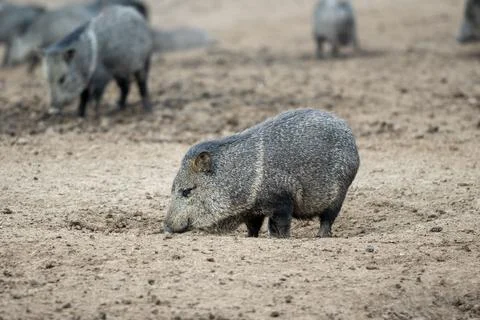 Group of pecari, also known as javelina or skunk pigs in the Parque Zoologico Le Stock Photos