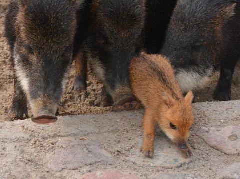 A group of peccary Stock Photos
