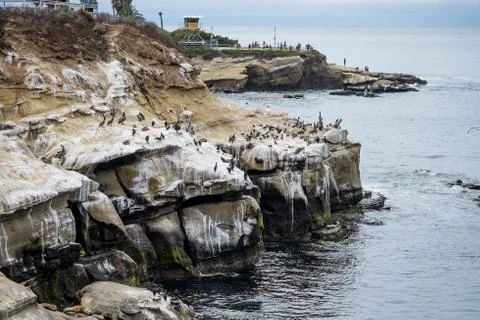 Group of pelicans at the beach Stock Photos