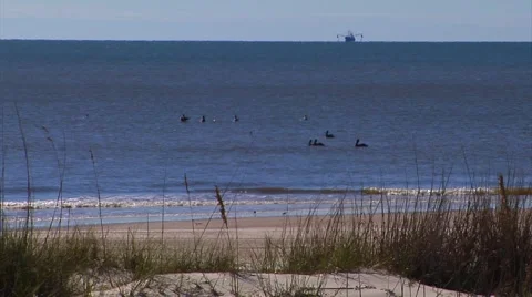 Group of pelicans, breaking waves, shrimp boat, sand dunes Stock Footage 57702426