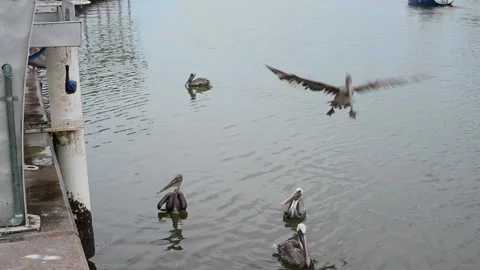 Group of Pelicans floating in calm waters with one flying.and landing. Calm Harb Stock Footage 316968343