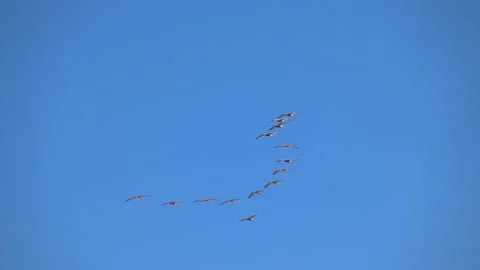Group of pelicans fly on the sky in slow motion 250fps Stock Footage 166342200