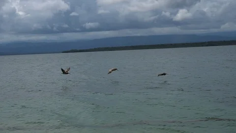Group Of Pelicans Flying And Floating About Water [Slow Motion] Stock Footage 89876210