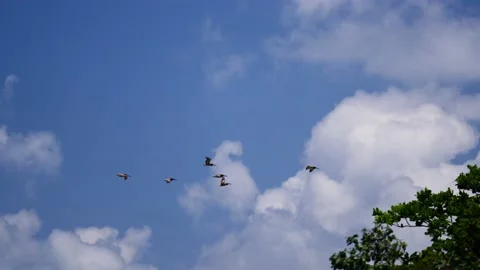 Group of pelicans flying in the blue sky with clouds near ocean mexico florida Stockbeeldmateriaal 194074822