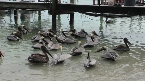 Group of Pelicans Stock Footage 142402529