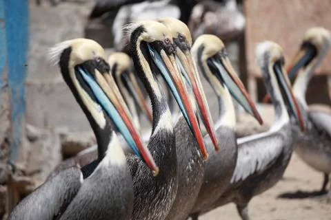 Group of Pelicans Stock Photos