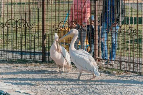 Group of pelicans. Stock Photos