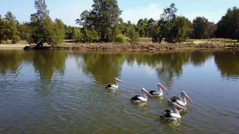 Group of Pelicans on a River Vidéo 79950539