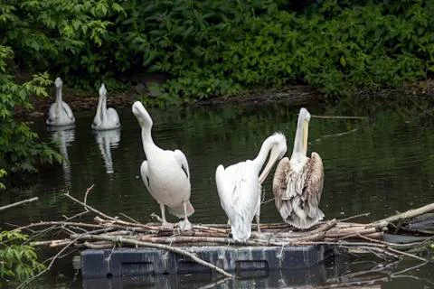 Group of pelicans sitting on tree in th lake Stock-Fotos