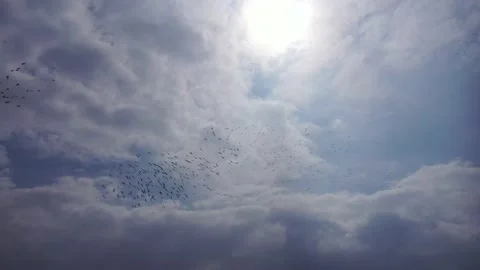 Group of Pelicans in the sky Stock Footage 164222896