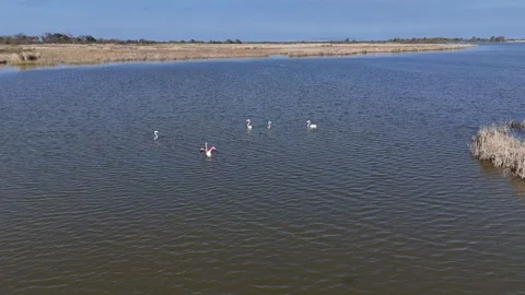Group of pelicans taking off while swimming in a marshy lake Video stock 290167332