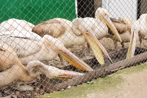 A group of pelicans at the trough. Fotos de archivo