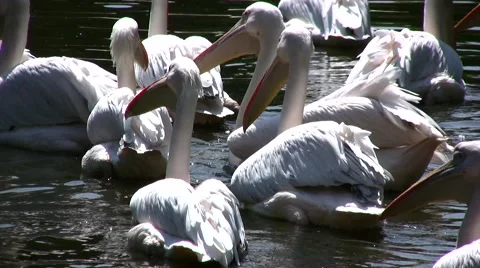 Group of pelicans on water medium close up Video stock 51387718