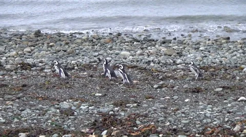 Group Of penguin run on the rookery 库存影片 53497341