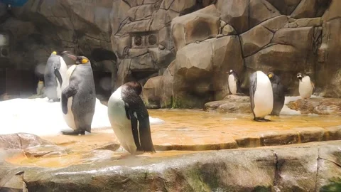 A group of penguin standing in a man-made environment, zoo, Hong Kong Ocean Park 動画素材 227175134
