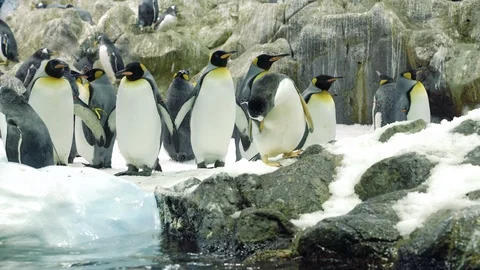 Group of penguins among the snow. Wild nature. Stock Footage 120842453