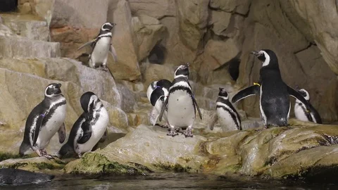 Group of penguins at the aquarium 動画素材 100634809