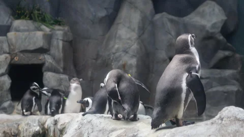 Group of penguins in the aquarium Stock Footage 299963693