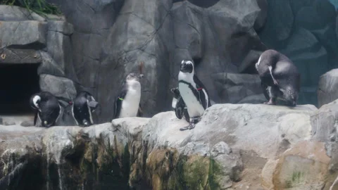 Group of penguins in the aquarium Stock Footage 299964420