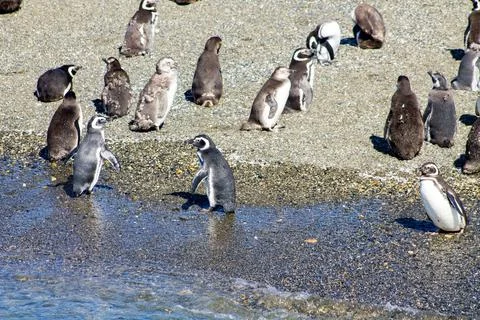 A group of penguins  on a beach Stock Photos