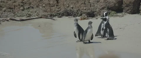 Group of penguins on the beach - UHD Prores 422 Stock Footage 104032479