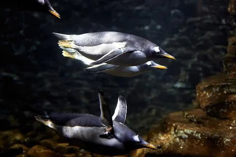Group of penguins in captivity, diving in their fish tank Stock Photos