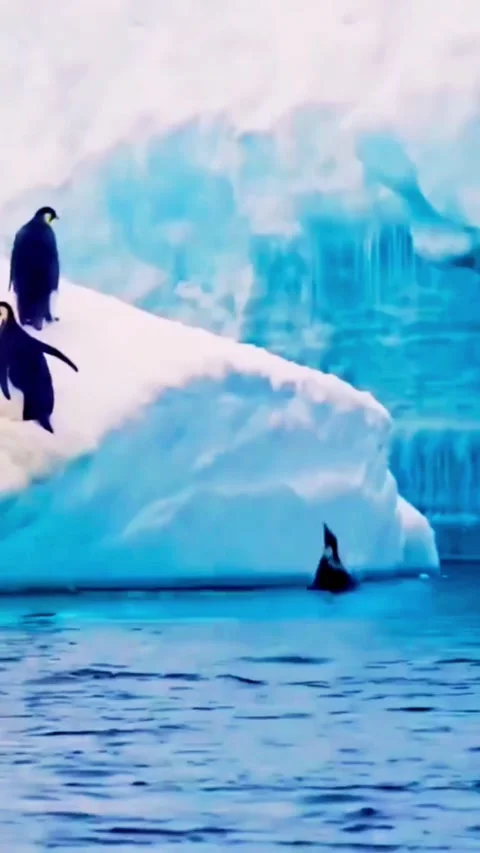 A group of penguins diving into the icy waters of the arctic ocean, showcas.. Stock Footage 331404229