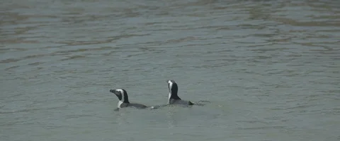 Group of penguins diving- UHD Prores 422 Stock Footage 104031332