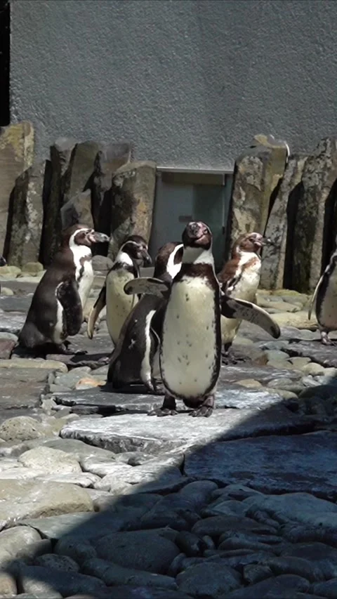 A group of penguins enjoying tranquility Stock Footage 270531235